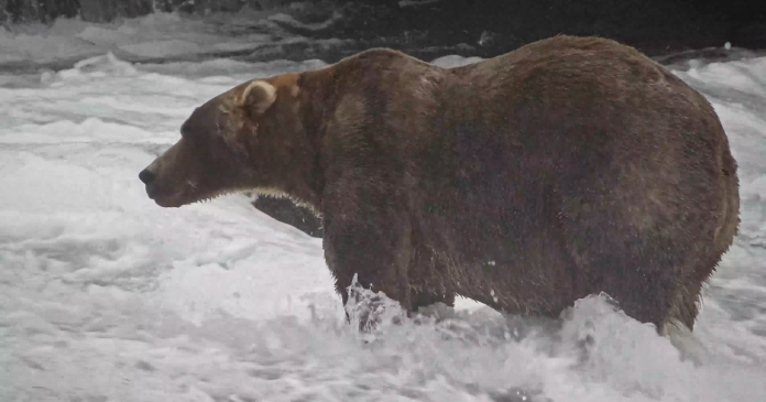 Backpack voted Fat Bear Week 2026 winner, beating out another offspring of former champ