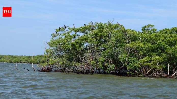 Guyana planted more than 500,000 mangroves along its coast; 5 to 11 years later restored forests were already supporting fish communities similar to natural mangroves