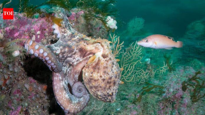 Hotter seas, vanishing kelp, booming octopus: How Europe’s marine life is changing