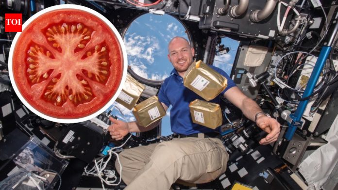 In 1984, NASA sent 12.5 million tomato seeds to space; in 1990 they had to be brought back to Earth and were planted across 40,000 schools in 40 countries