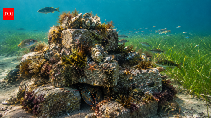 In 2021, researchers began placing concrete-block oyster reefs in bare eelgrass patches on Prince Edward Island; within two years biomass was about 45 times higher and 45 taxa had colonised the structures