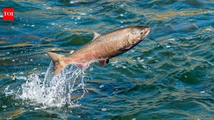In 2024, California removed an 18-foot dam from Neefus Gulch and restored 1,600 feet of stream; by January 2026, 8 spawning nests were recorded above barriers salmon had been unable to pass for 70+ years