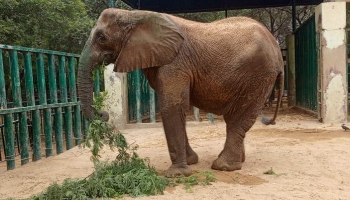 Karachi Safari Park’s female elephant Madhubala’s health deteriorates