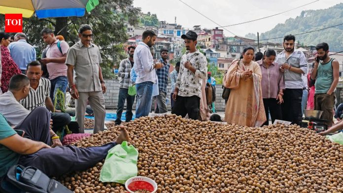 Kashmir cracks walnut success code, turns to medium-sized, grafted trees