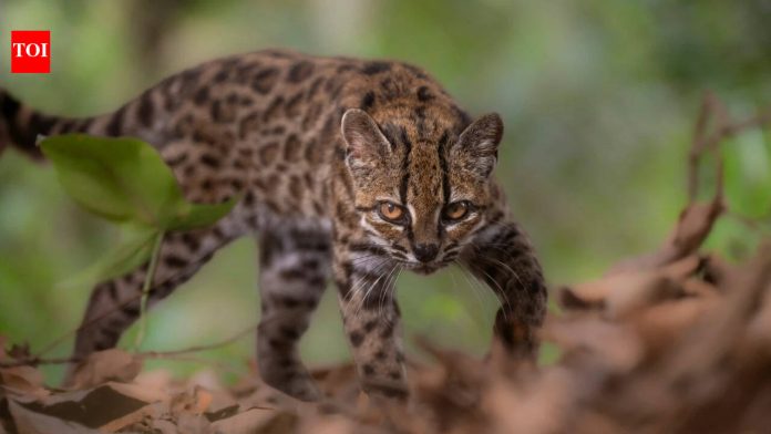 Meet Tilcayo: The tiny wild cat discovered in Bolivia’s cloud forests after more than a century