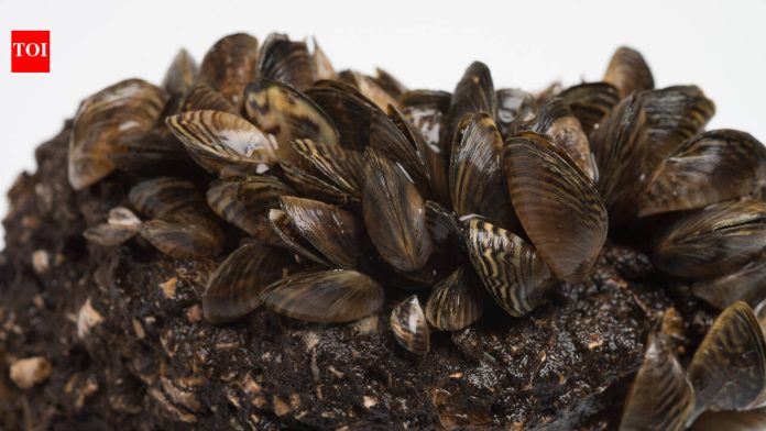 Michigan scientists covered invasive zebra mussels with weighted lakebed mats and pumped carbon dioxide underneath; after five days, mortality of caged mussels topped 80%
