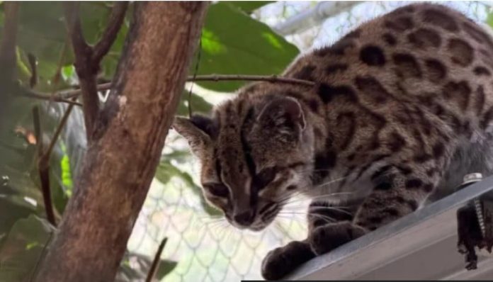 Scientists discover new spotted cat species in Bolivia with only one known alive