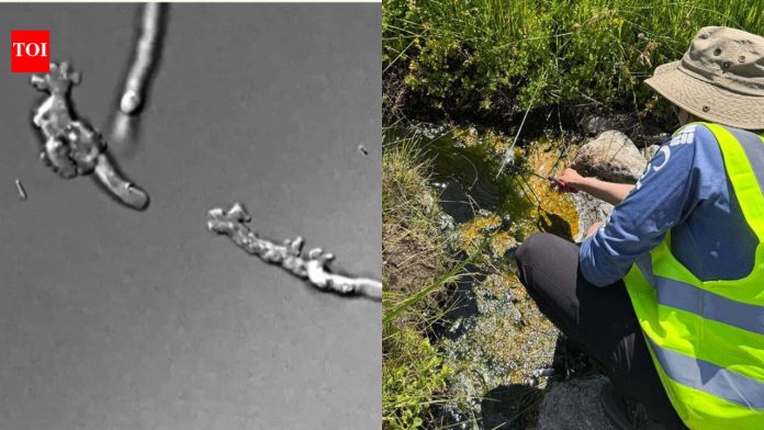 Scientists found a new amoeba in California’s Lassen Volcanic National Park that can reproduce at 145°F, stay active at 147°F and recover after five minutes at 158°F, setting a new heat record for complex life
