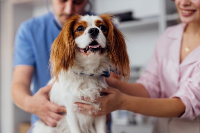 UK vets ordered to make prices clearer for pet owners under crackdown