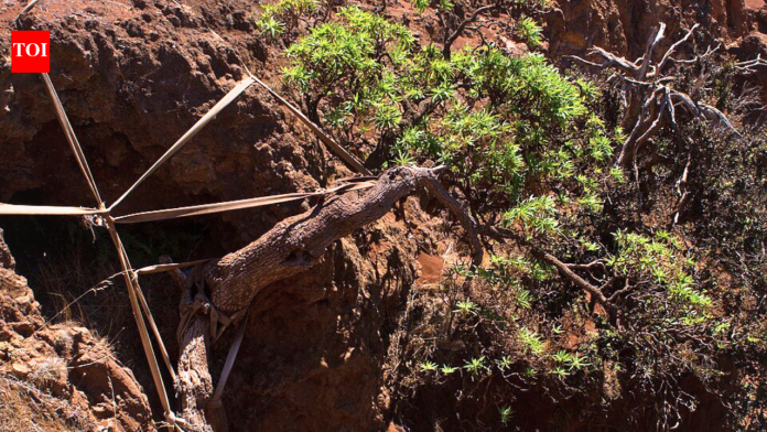 World’s last known wild Chilean tree daisy gets a lifeline as conservationists use ropes to support its only survivor and two seedlings arrive at a Scottish garden