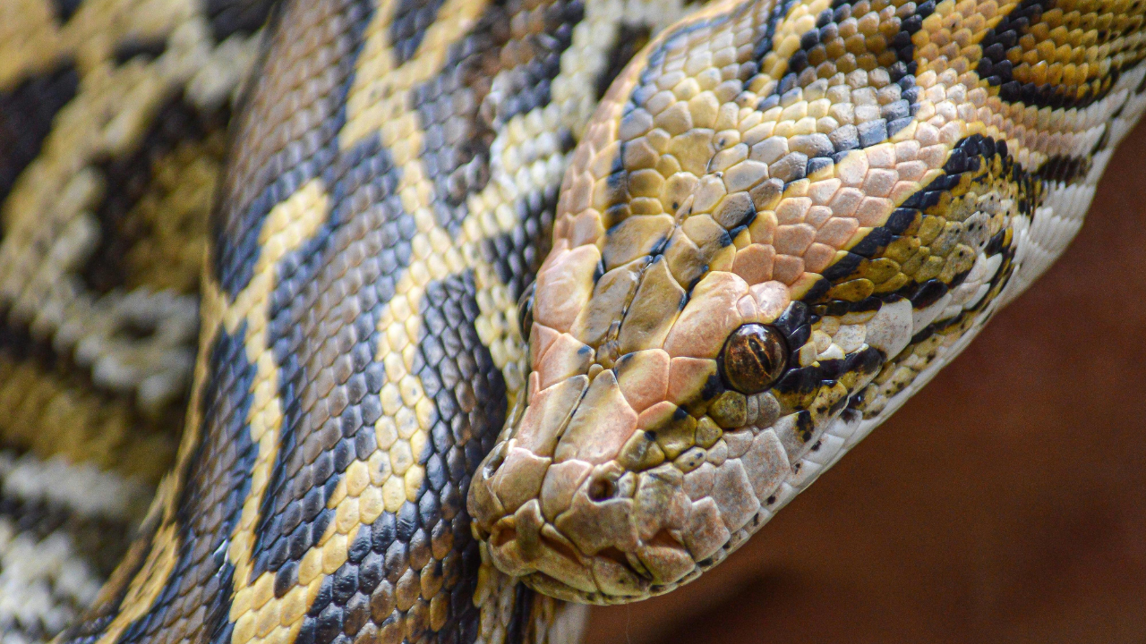 According to USGS, conservatively, tens of thousands of invasive Burmese pythons are estimated to be present in the Greater Everglades region (Image: Canva)