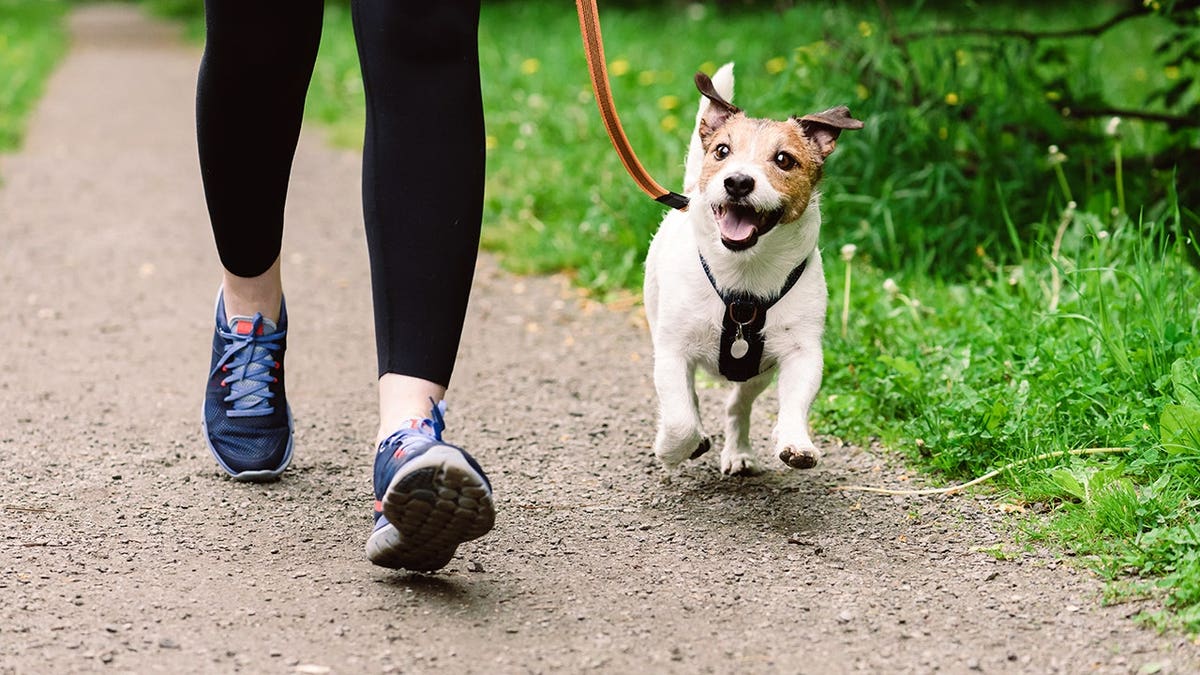 Jack Russell Terrier runs on leash with owner.