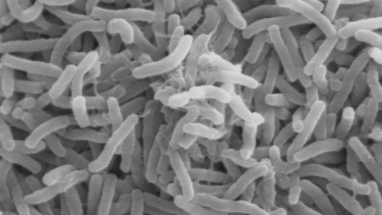 The new coral bacteria could target cholera at the source
