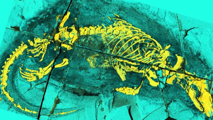 165-million-year-old fossil from China reveals mammal ancestor that swam and swallowed like mammals