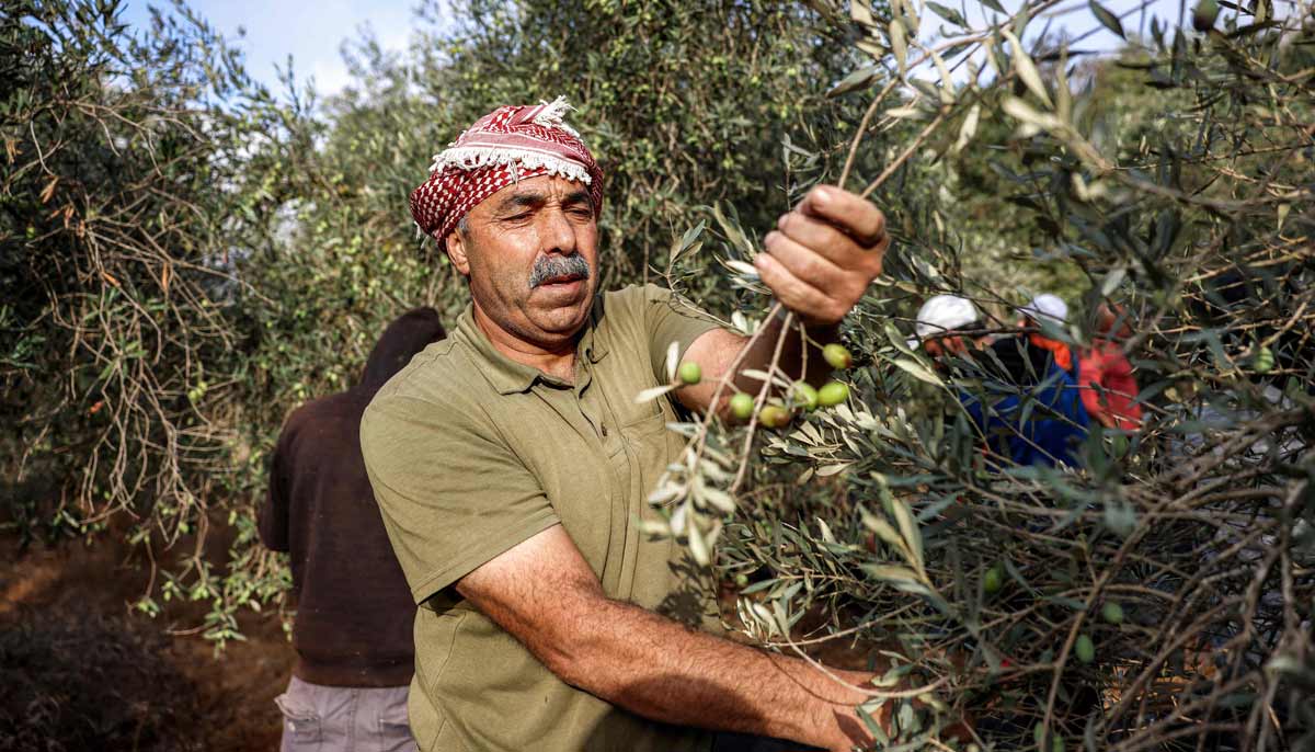 A Palestinian farmer picks olives during the harvest season in a grove near a new Israeli settlement outpost established on land in the Palestinian village of Ayn Yabrud, northeast of Ramallah in the Israeli-occupied West Bank, on October 13, 2026.— AFP
