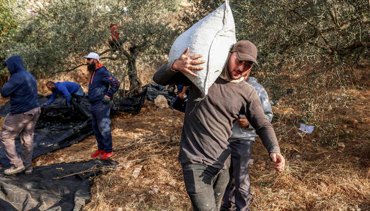 A Palestinian farmer carries a sack of collected olives during the harvest season near the Palestinian village of Ayn Yabrud, northeast of Ramallah in the Israeli-occupied West Bank, on October 13, 2026. — AFP