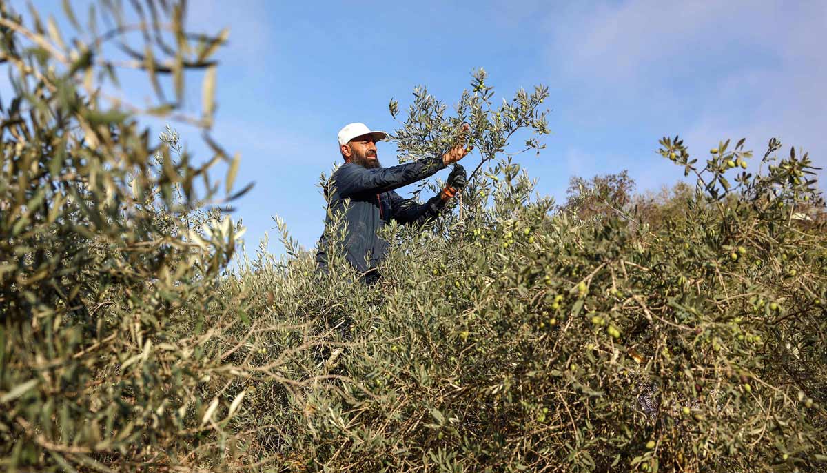 A Palestinian farmer picks olives during the harvest season in a grove near a new Israeli settlement outpost established on land in the Palestinian village of Ayn Yabrud, northeast of Ramallah in the Israeli-occupied West Bank, on October 13, 2026.— AFP