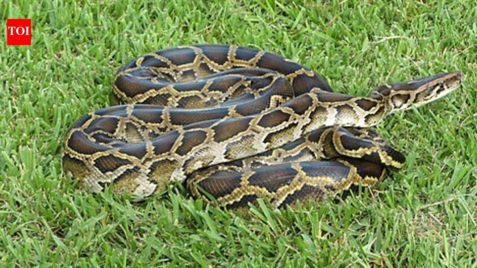 Burmese pythons and invasive plants are reshaping the Everglades; some native mammals have declined by about 90%, while melaleuca has covered more than 40,000 acres