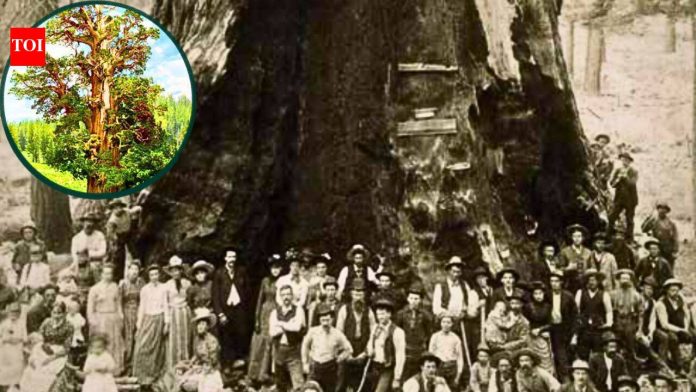 California’s Bennett Juniper is estimated to be 3,000 to 4,000 years old; the world’s largest known juniper has a hollow trunk that hides its exact age
