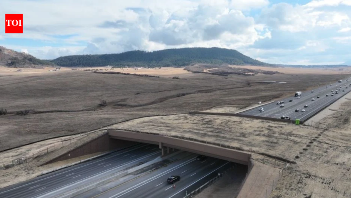 Colorado built a wildlife overpass across a busy highway; a new report says animal-vehicle collisions fell by 91% as elk, bears and frogs began using the crossing