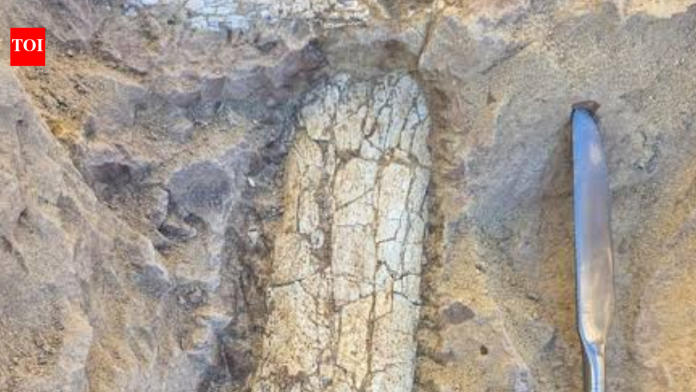 Crews digging 12 feet below a California infrastructure project uncovered 40- to 45-million-year-old bones of a large hoofed mammal; paleontologists spent seven days extracting the fossil from hardened rock