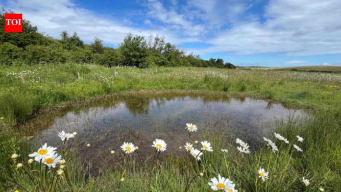 England put £25 million into 20 nature projects in 2024; two years later, they had improved 4,800 hectares, planted 127,500 trees and beaten the programme’s habitat target by nearly 30%