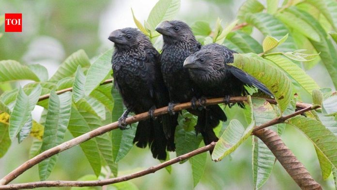 Farmers brought this bird to the Galapagos to control cattle ticks; after one El Nino, thousands of them appeared across the islands replacing native birds