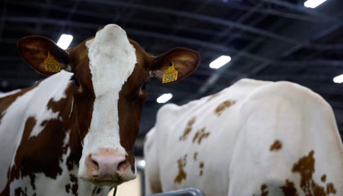 France reports first human case of livestock virus Shamonda after patient dies