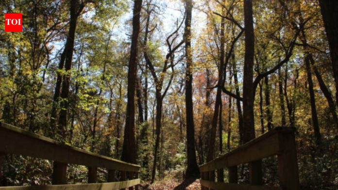 Georgia has begun a 10-year restoration of 132 acres at Towaliga Preserve, using a data-centre partnership to rebuild forest habitat on one of Henry County’s largest undeveloped properties