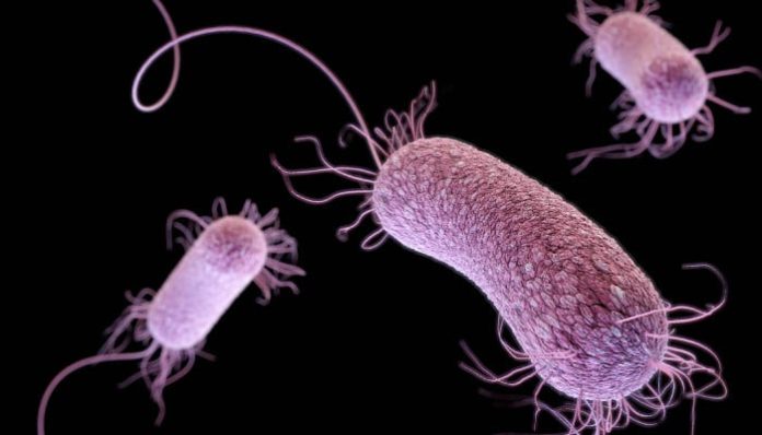 Health ministry official says plague risk in Pakistan ‘very low’ after suspected Siberia case