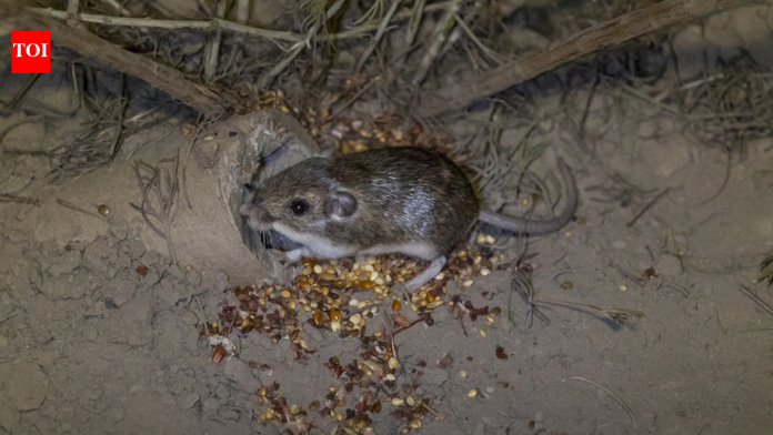 In 1993, California’s thumb-sized Pacific pocket mouse was rediscovered after being thought extinct; 33 years later, 530+ have been reintroduced and a third reintroduced population established