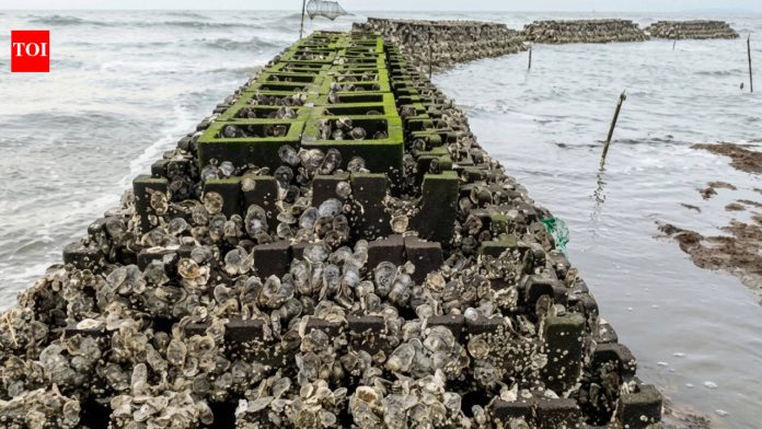 In 2015, New Jersey began installing 40 oyster reefs along about 800 metres of Gandy’s Beach; the structures later supported more than 800 live oysters per square metre and cut storm-wave height by up to 51%