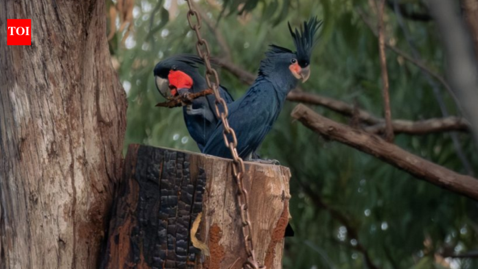 In Australia’s Cape York, conservationists installed 29 artificial tree hollows to help endangered palm cockatoos breed; a pair occupied one within a month, and the project recorded its first fledged chick