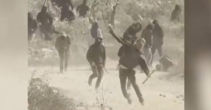 Israeli settlers attack American journalist and Palestinians during olive harvest in West Bank