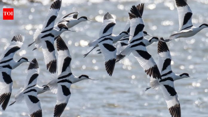 London sent more than 3 million tonnes of excavated railway soil to an Essex island to help rebuild coastal wetlands; a decade after seawalls were breached, the reserve reported a record 39,000 wintering birds