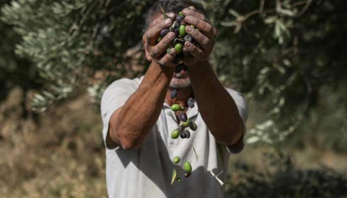 Palestinians fear violent olive harvest ahead of Israeli elections