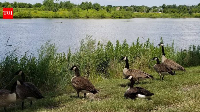 Queensland has acquired parts of three huge cattle properties covering almost 396,000 hectares; the deal protects 174 wetlands on one station and habitat for threatened birds across northern Australia
