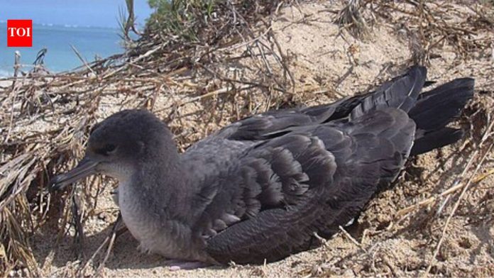 Rats were eradicated from Seychelles’ D’Arros Island in 2003; by 2016, its Wedge-tailed Shearwater colony had grown nearly 10-fold to 2,768 pairs