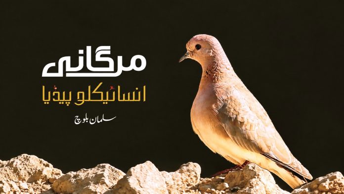 Salman Baloch’s encyclopedia documents Balochistan’s birds in Balochi