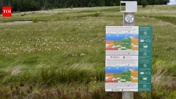 South Wales rewetted damaged peatlands; monitoring recorded expanding water-vole signs alongside recovering bog plants and wildlife