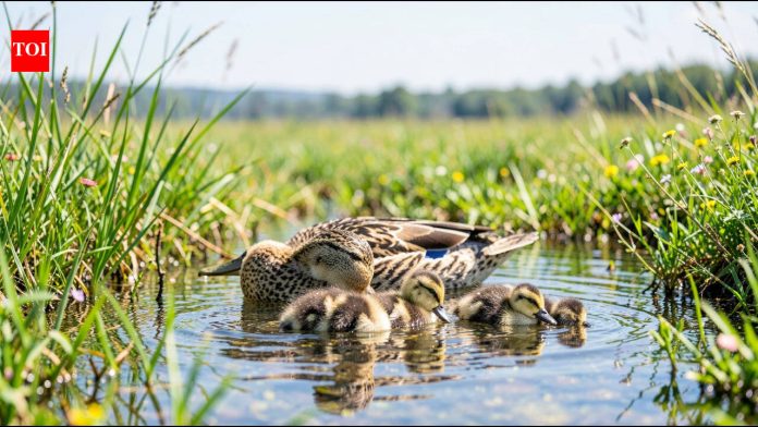 Spain recorded 172 breeding female marbled ducks and 1,427 chicks in 2025, up from just 20 breeding pairs in 2009, after a conservation project restored more than 3,600 hectares of wetlands