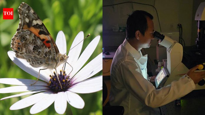 UC San Diego biologists identified the genetic switch that gave butterflies an extra light-detecting cell in their eyes, expanding their colour vision beyond imagination