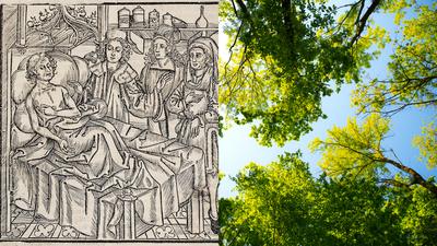 Image: Left/Historical Medical Library of The College of Physicians of Philadelphia/Right/Canva Europe’s plant diversity fell after the Black Death as farmland was abandoned; analysis of 109 fossil pollen records shows it recovered as cultivation returned
