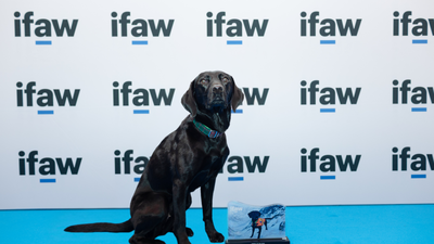 A Labrador once trained for mountain rescue becomes a marine conservation detection dog; Sgiath can sniff out the invasive organism known as “sea vomit” and wins IFAW's 2026 Animal of the Year Award