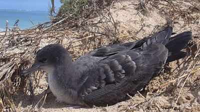 PC: Wikipedia Rats were eradicated from Seychelles’ D’Arros Island in 2003; by 2016, its Wedge-tailed Shearwater colony had grown nearly 10-fold to 2,768 pairs