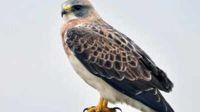 Swainson’s hawks (All about birds photo) In 2023, restoration began on 150 acres of California floodplain with more than 30,000 native plants; three years later, Swainson’s hawks have nested in Shasta County for the first confirmed time in about 30 years