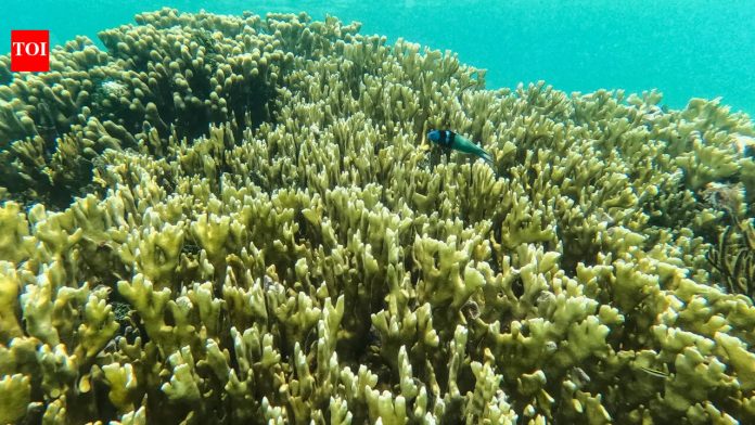 ‘Collapse could be precipitous’: Super El Niño could push coral reefs closer to extinction, UN biodiversity expert warns